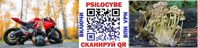 где купить наркоту  Харовск  Псилоцибиновые грибы Psilocybine cubensis 